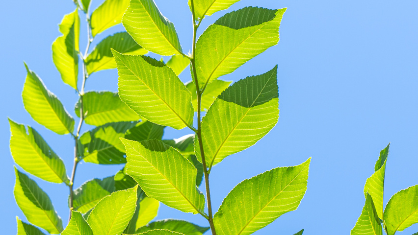 Ulmus 'New Horizon' ® leaves