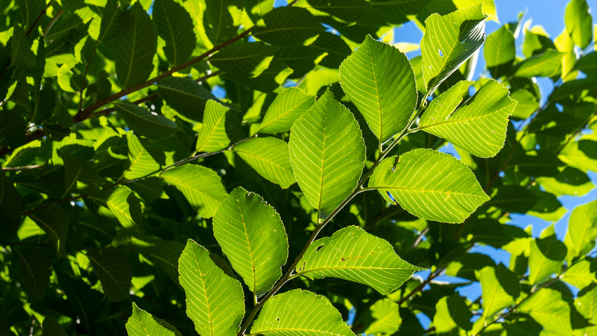 Ulmus 'New Horizon' ® leaves