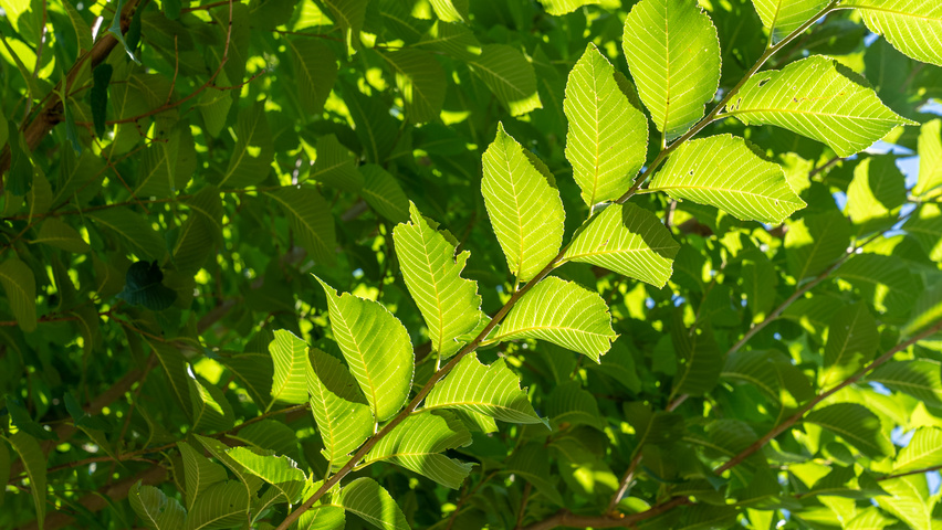 Ulmus 'New Horizon' ® leaves