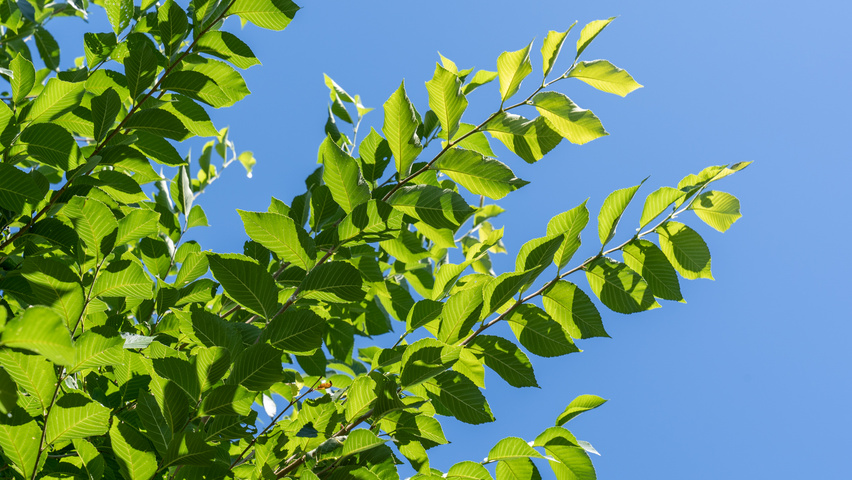 Ulmus 'New Horizon' ® leaves