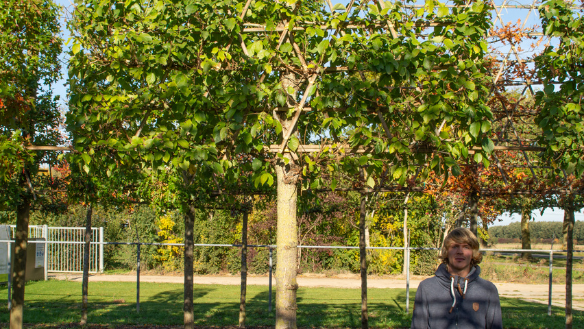 Ulmus 'New Horizon' ® pleached