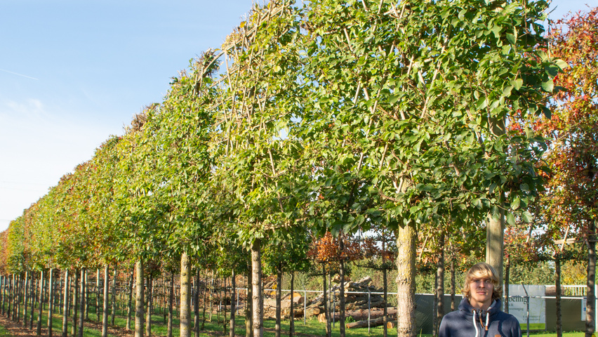 Ulmus 'New Horizon' ® pleached
