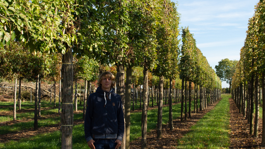 Ulmus 'New Horizon' ® pleached
