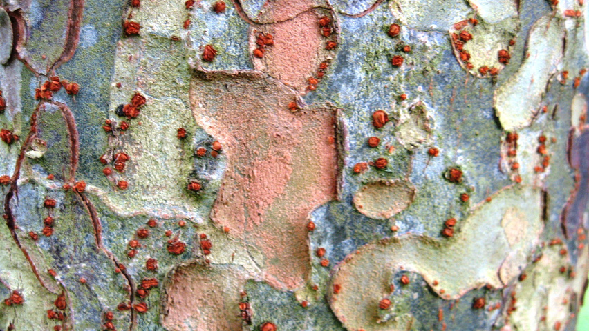 Ulmus parvifolia bark
