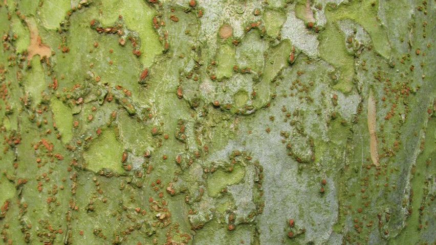 Ulmus parvifolia bark