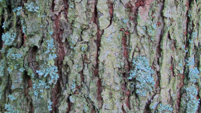Ulmus parvifolia bark