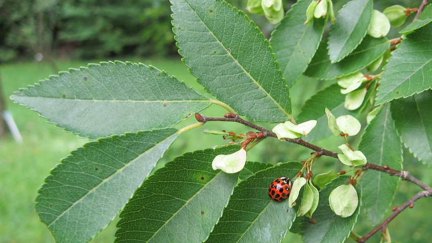 Ulmus parvifolia fruits
