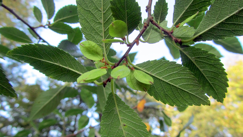 Ulmus parvifolia fruits