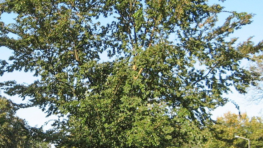Ulmus parvifolia standard tree
