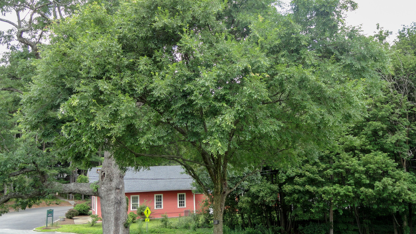 Ulmus parvifolia standard tree