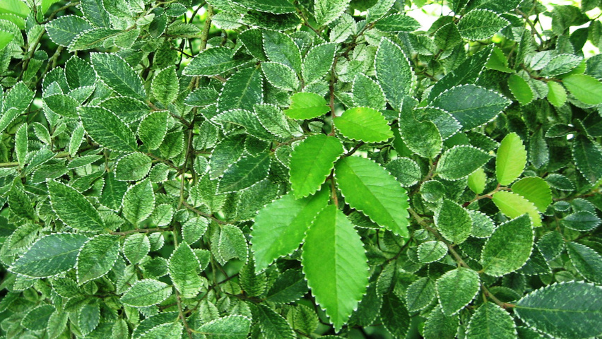 Ulmus parvifolia leaves
