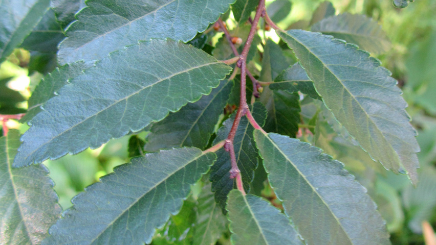 Ulmus parvifolia leaves