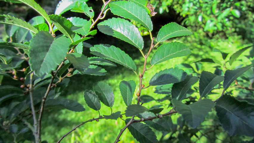 Ulmus parvifolia leaves