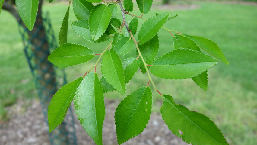 Ulmus parvifolia leaves