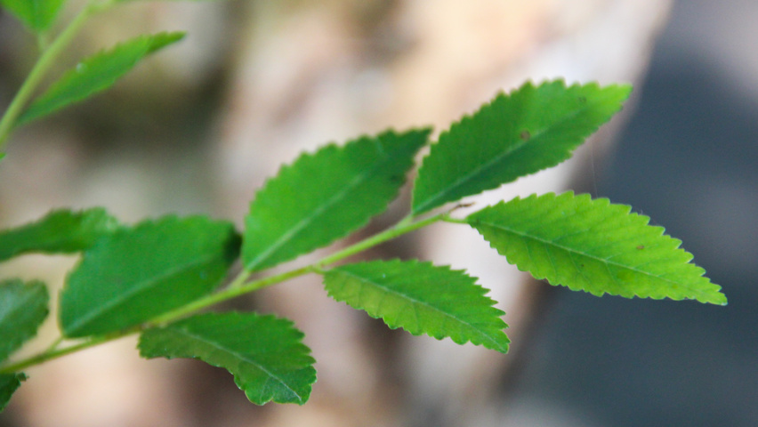 Ulmus parvifolia leaves