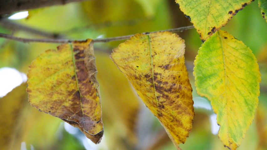 Ulmus pumila 'Select' autumn leaves