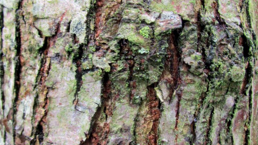 Ulmus pumila 'Select' bark