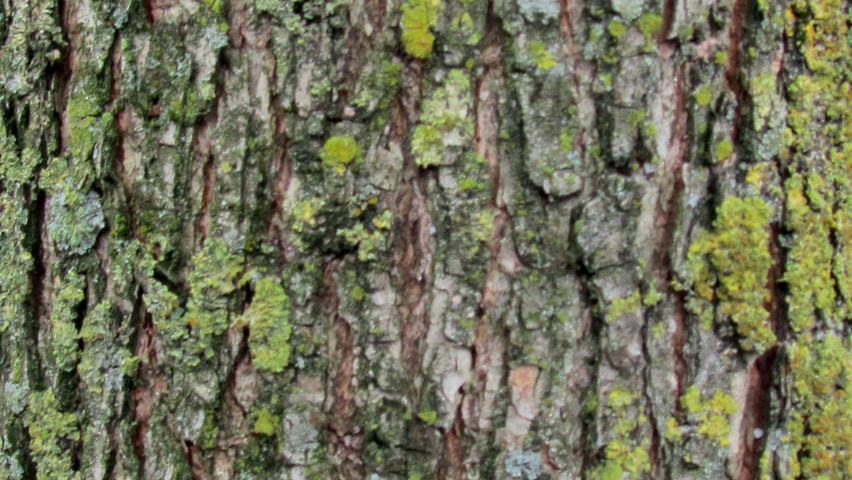 Ulmus pumila 'Select' bark