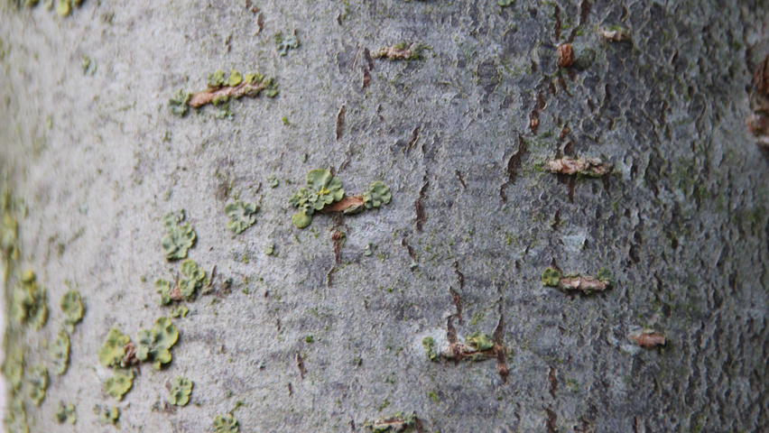 Ulmus pumila 'Select' bark