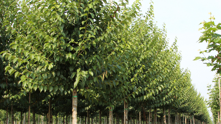 Ulmus pumila 'Select' standard tree