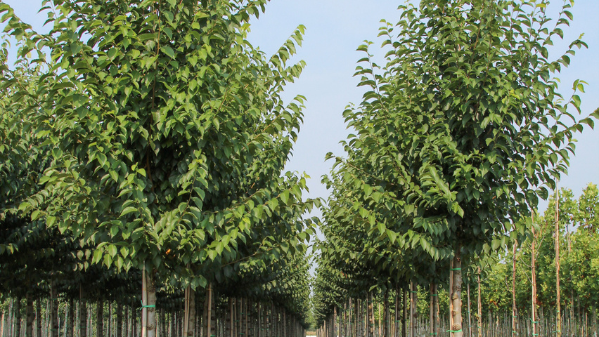 Ulmus pumila 'Select' standard tree