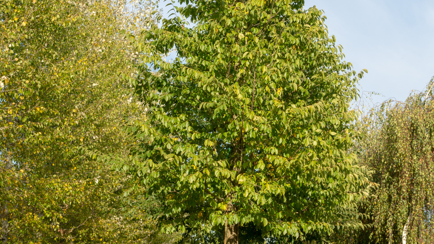 Ulmus pumila 'Select' standard tree