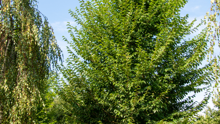 Ulmus pumila 'Select' standard tree