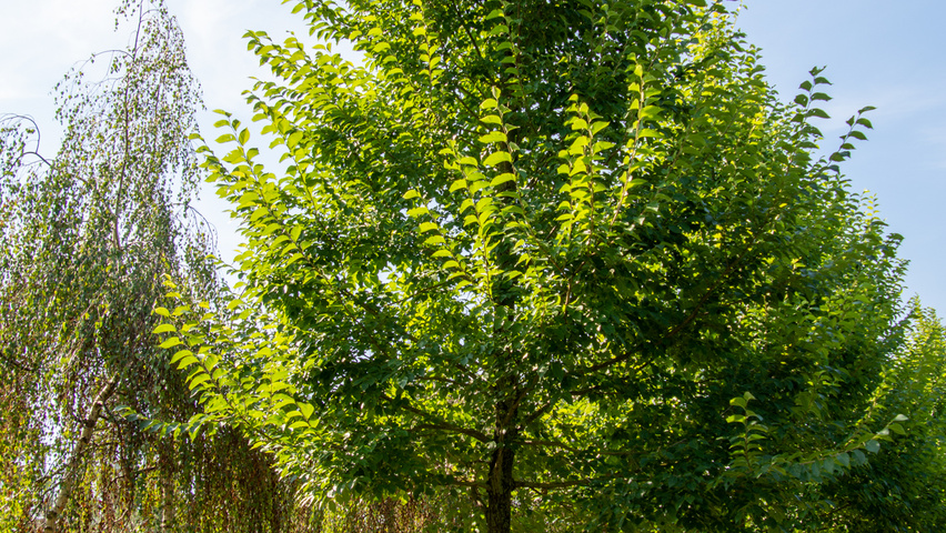 Ulmus pumila 'Select' standard tree