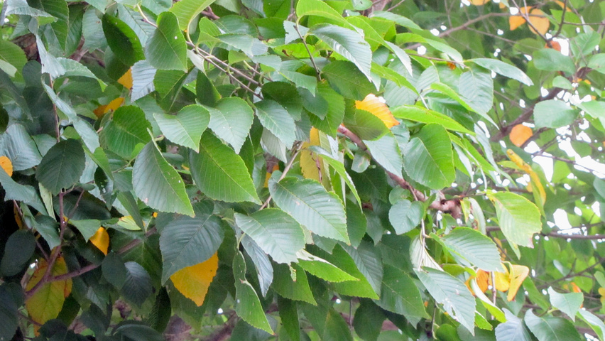 Ulmus pumila 'Select' leaves