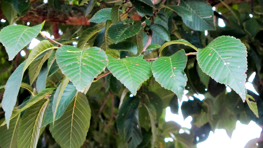 Ulmus pumila 'Select' leaves