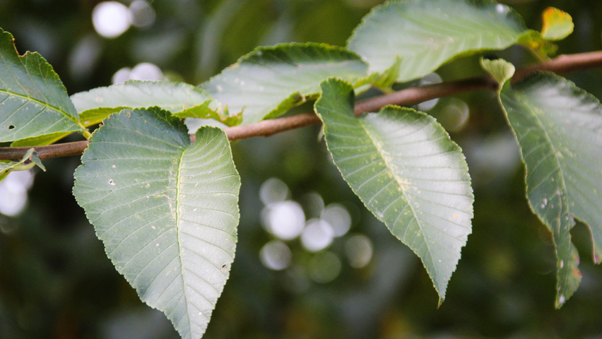 Ulmus pumila 'Select' leaves