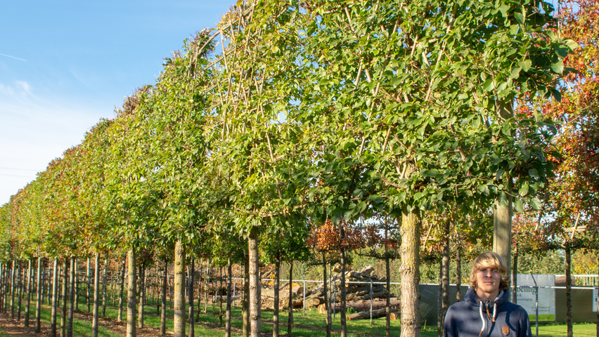 Ulmus pumila 'Select' pleached