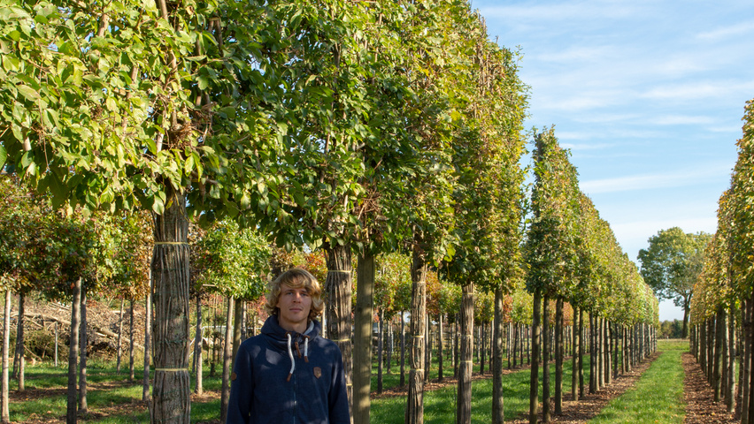Ulmus pumila 'Select' pleached