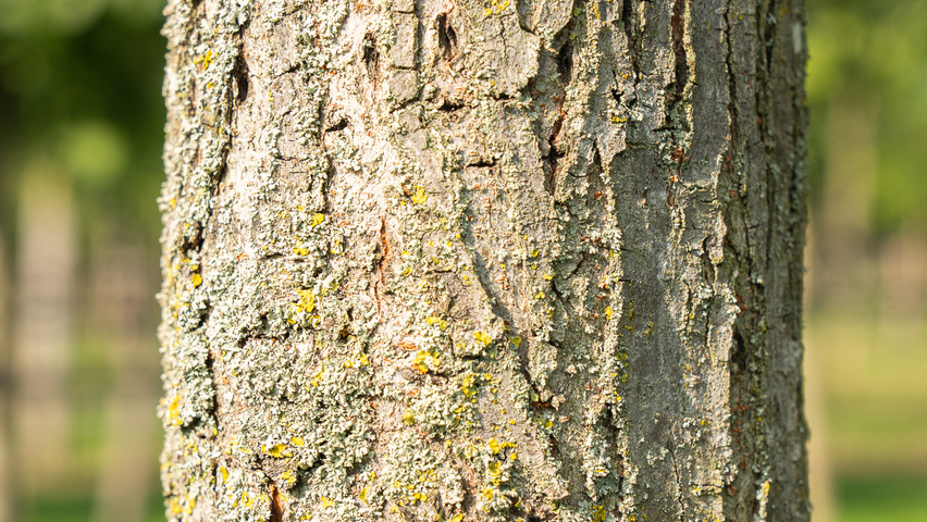Ulmus 'Rebella'® bark