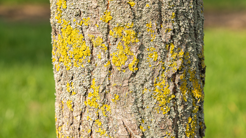Ulmus 'Rebella'® bark