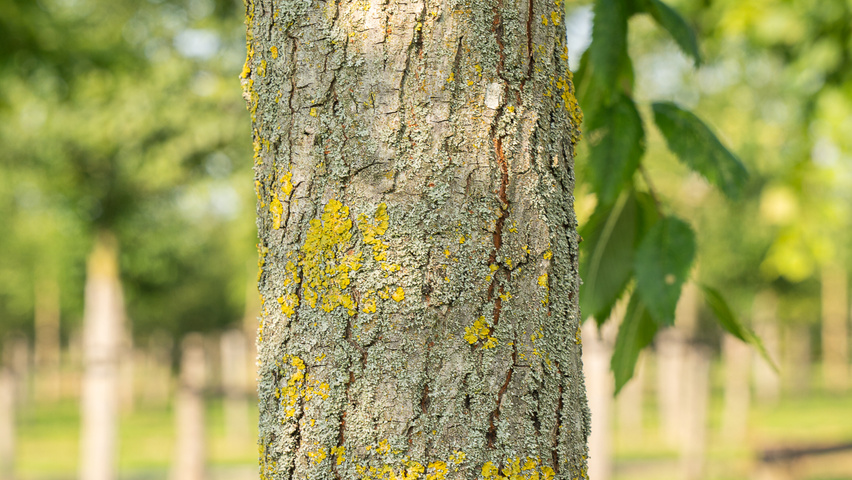 Ulmus 'Rebella'® bark