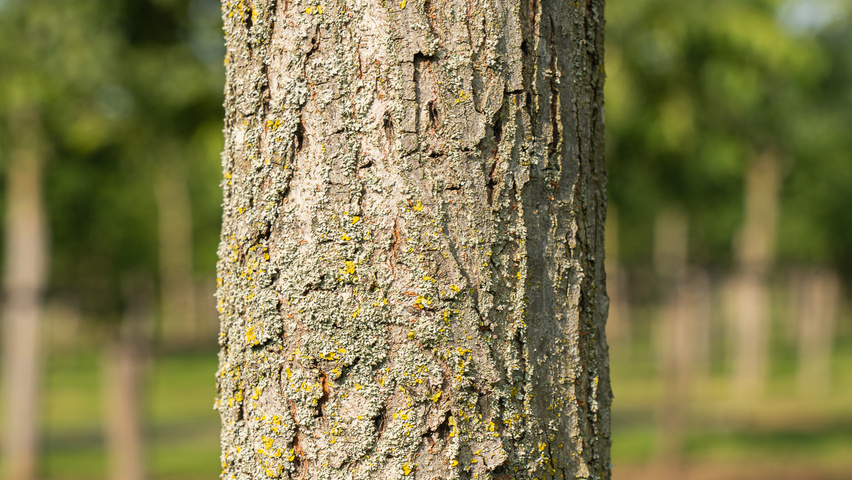Ulmus 'Rebella'® bark
