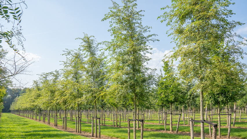 Ulmus 'Rebella'® standard tree
