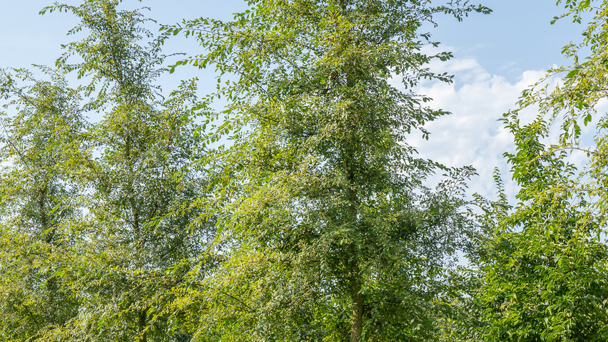 Ulmus 'Rebella'® standard tree