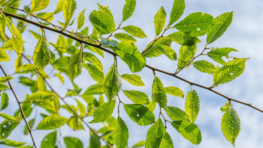 Ulmus 'Rebella'® leaves
