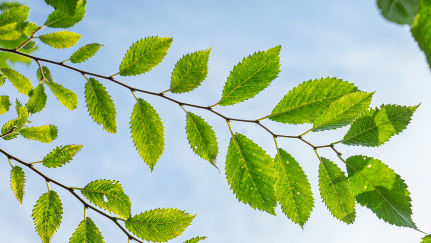 Ulmus 'Rebella'® leaves