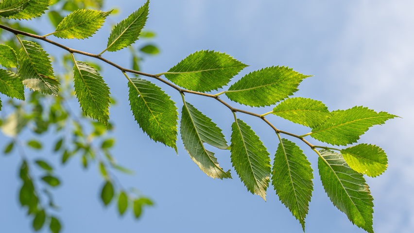 Ulmus 'Rebella'® leaves