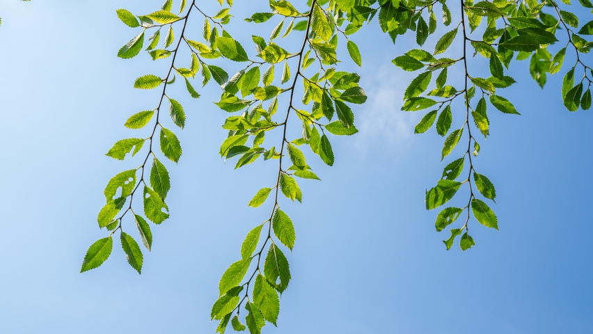 Ulmus 'Rebella'® leaves