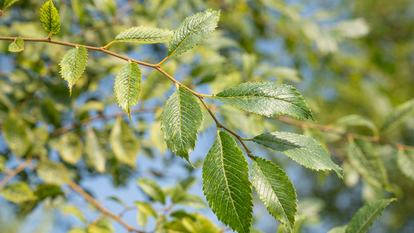 Ulmus 'Rebella'® leaves