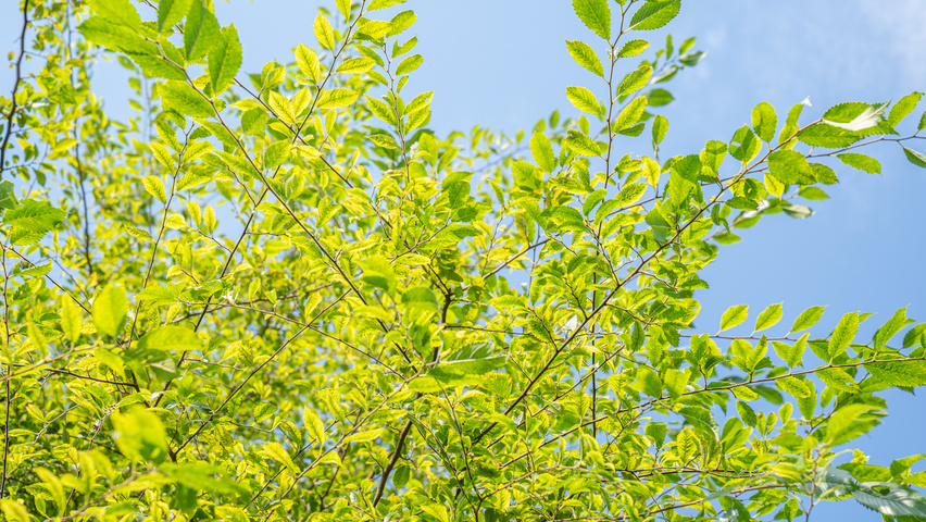 Ulmus 'Rebella'® leaves