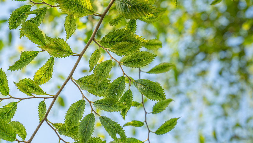 Ulmus 'Rebella'® leaves