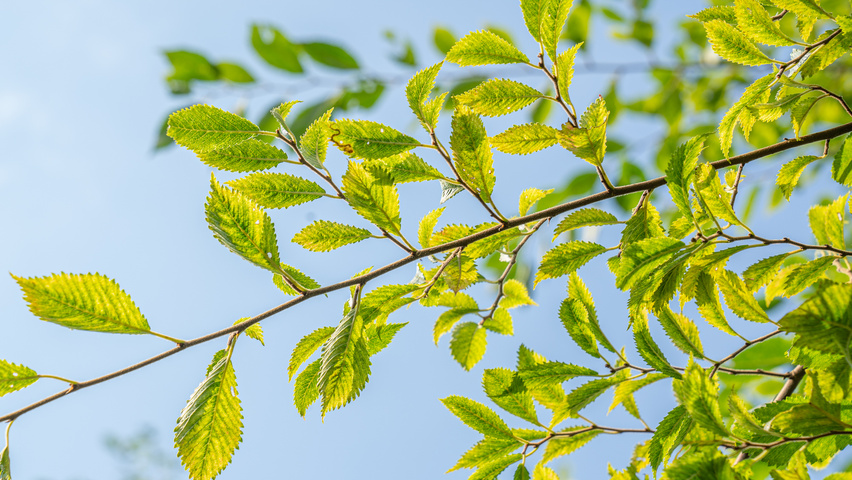 Ulmus 'Rebella'® leaves