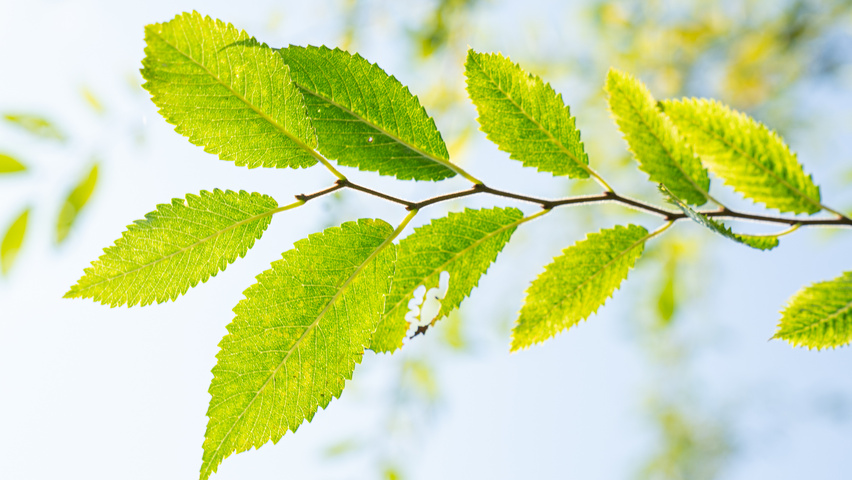 Ulmus 'Rebella'® twigs