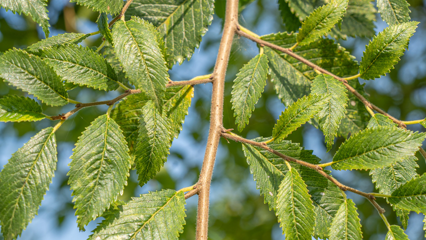 Ulmus 'Rebella'® twigs