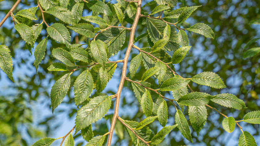 Ulmus 'Rebella'® twigs
